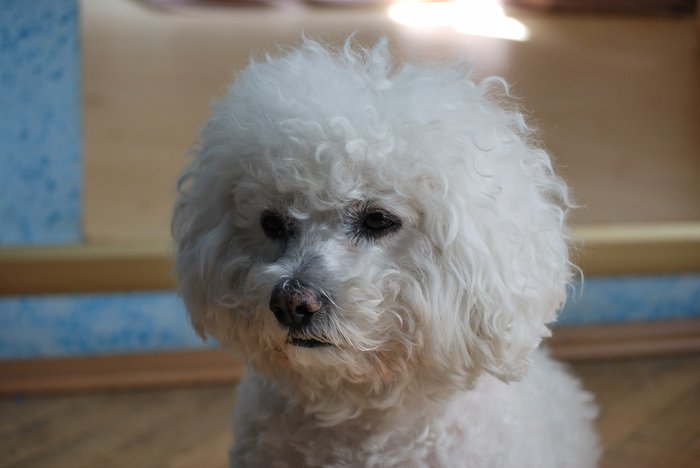 zápcha