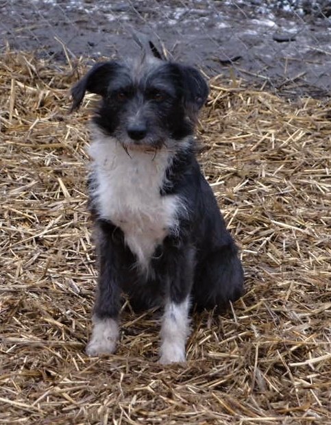 Hľadajú nový domov