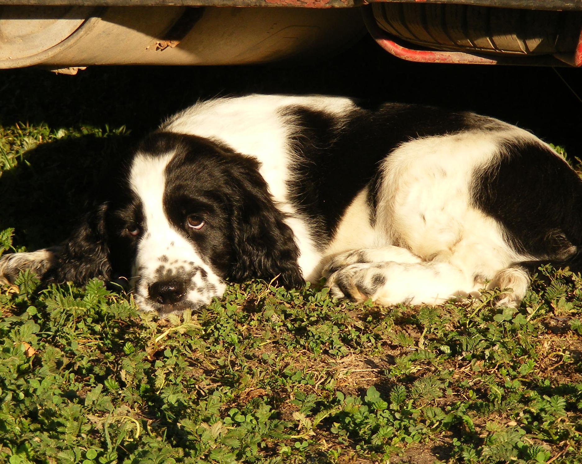 Informačné centrum ochrany zvierat v Prahe sa znovu otvára záujemcom