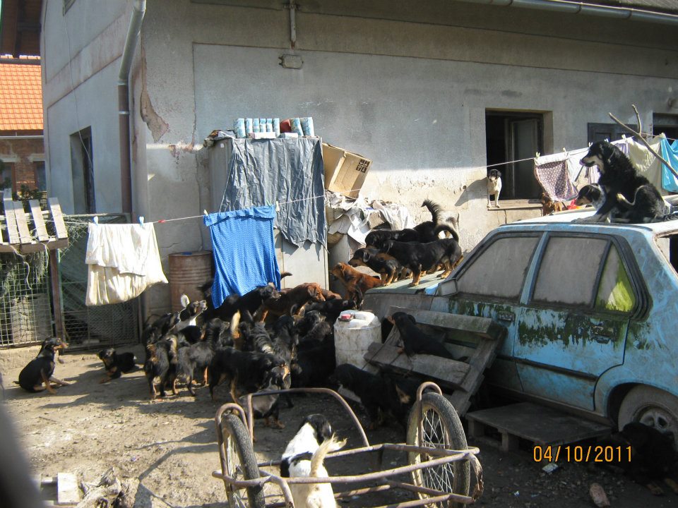 Kauza Třtěnice & # 8211; desiatky psov v otrasných podmienkach