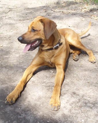 Za zábavou len so psom s & # 8222; hudobným & # 8220; sluchom