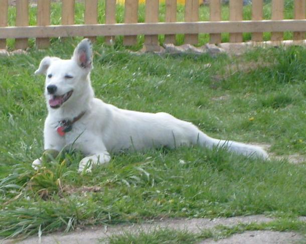 Prieskum: Čo Česi psom najčastejšie varí?