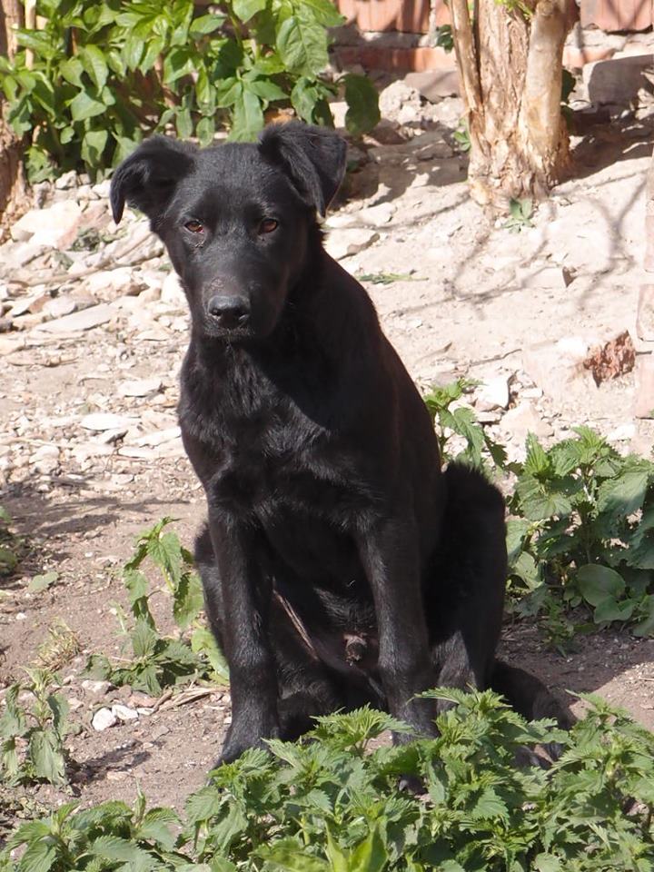 Máte psíka z útulku? Podeľte sa o svoj príbeh!