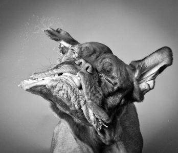 Svoje miláčikov fotografujeme častejšie ako svojich partnerov