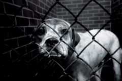 Lepší svet pre zvieratá