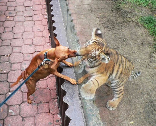 Pozvánka: Dni zvierat