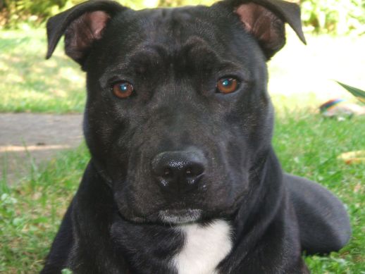 Na slovenskom chcú obmedziť chov vybraných plemien psov