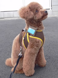 Obojok, ktorý stráži zdravotný stav domáceho maznáčika