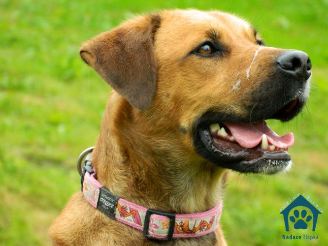 Ďalšia várka psíkov na adopciu z nadácie Labky