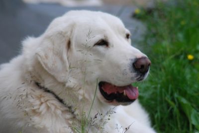 Hľadajú nový domov