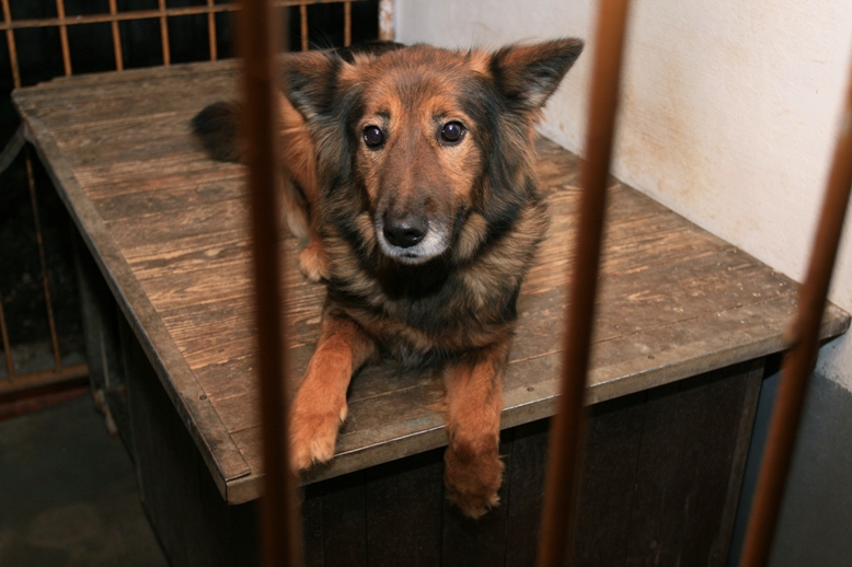 Štedrý deň a pol roka plné misky v útulkoch