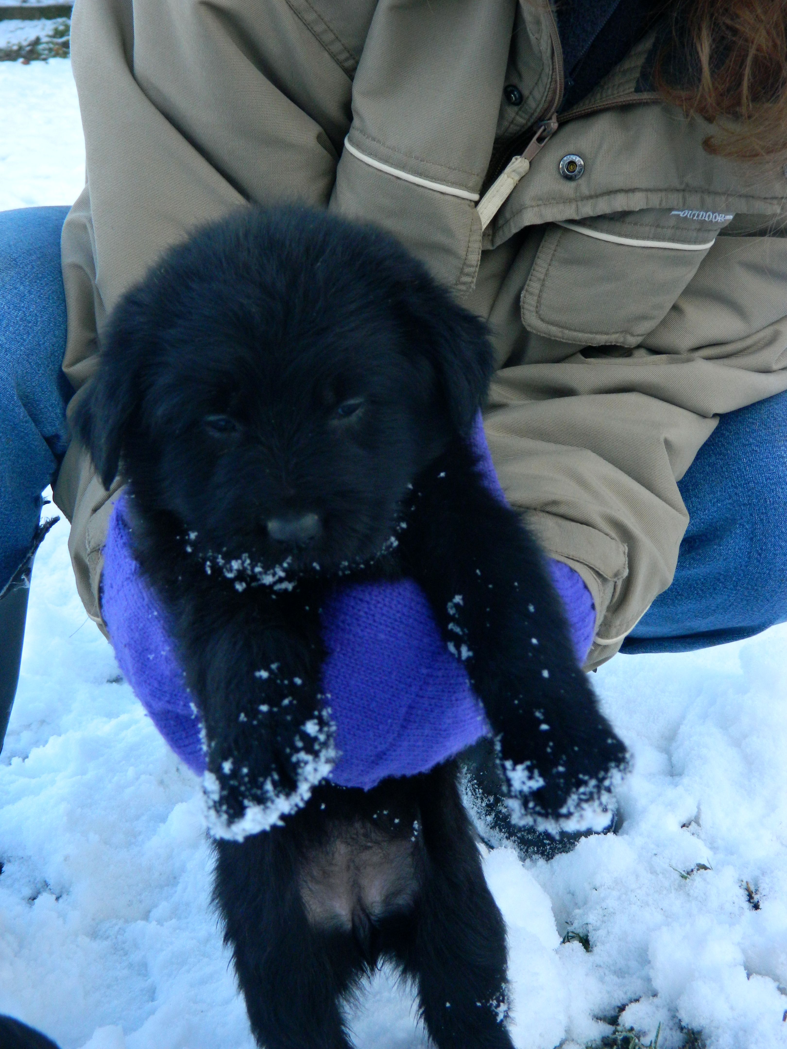 Mladí psíci na adopciu