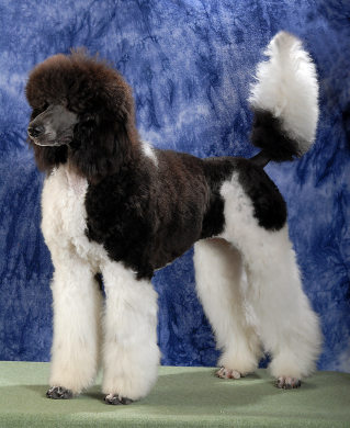 FCI neuznané plemená