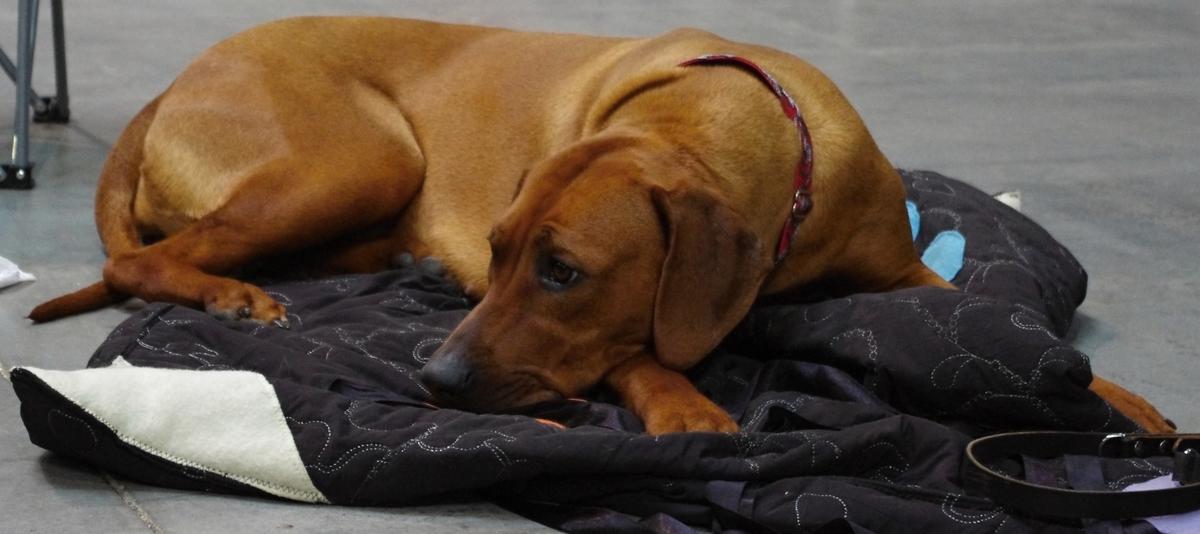 Ako je to s kozmetikou a liekmi, ktoré sú testované na zvieratách?