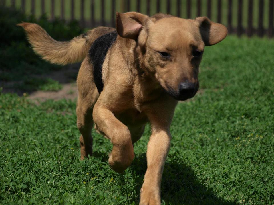 Psíky na adopciu z nadácie Tlapka