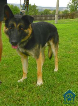 Ďalšie psíkovia hľadajú nový domov