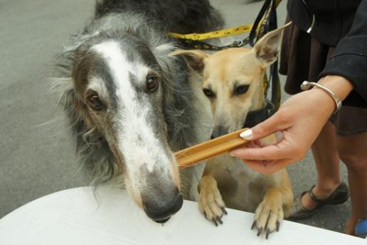 Psie zubárovi opäť zadarmo vyšetrí psí chrup