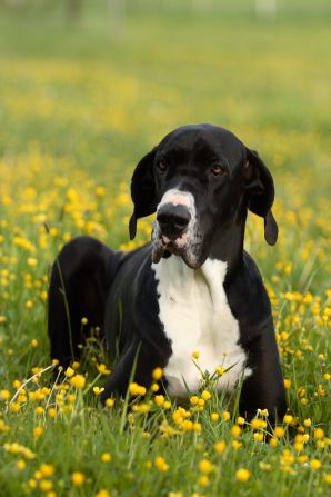 Nemecká doga & # 8211; trocha histórie