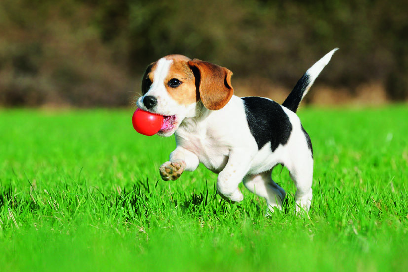 Psík za vysvedčenie? Premyslite náklady!