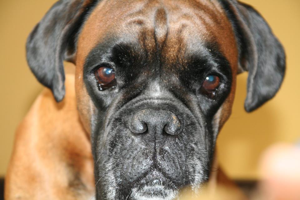 So psom do Chorvátska