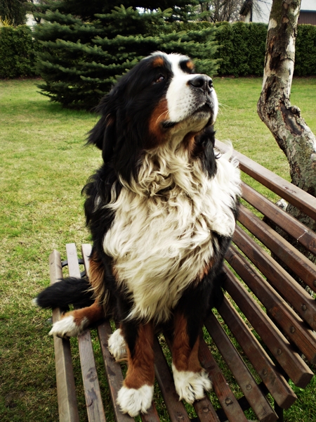 Fotosúťaž - Môj pes