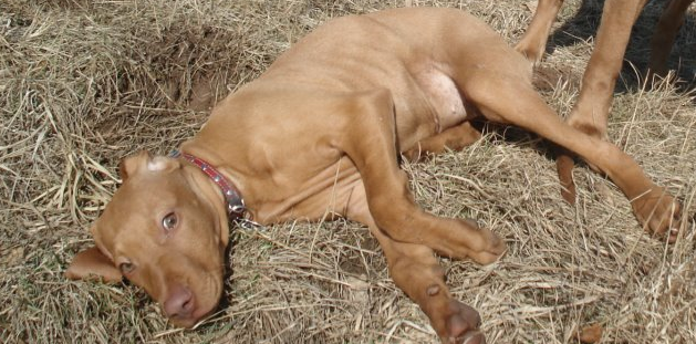 Nadácia na ochranu zvierat organizuje pravidelnú psie poradňu