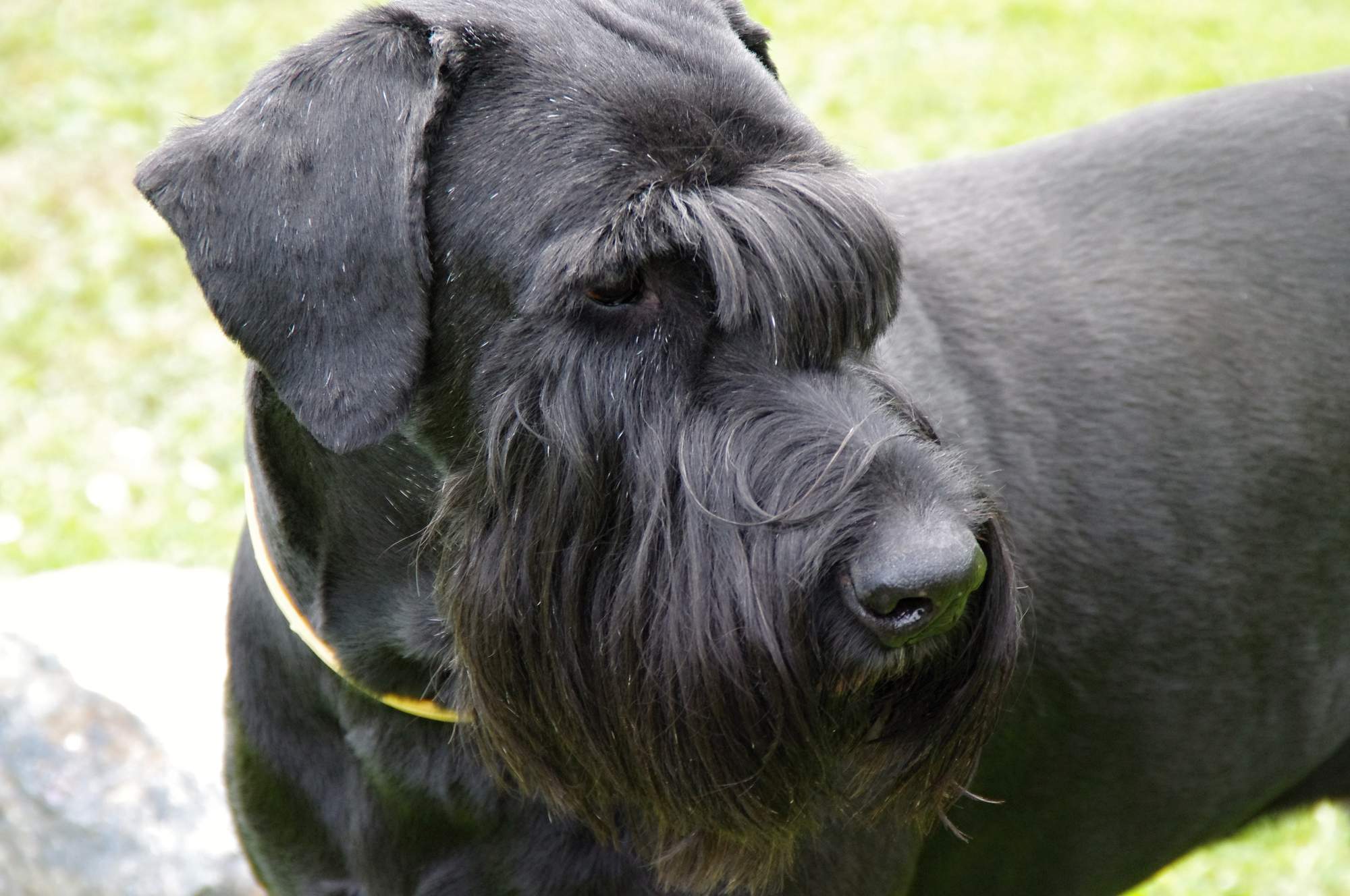 Najväčší veterinárna špičky sa zídu do Prahy