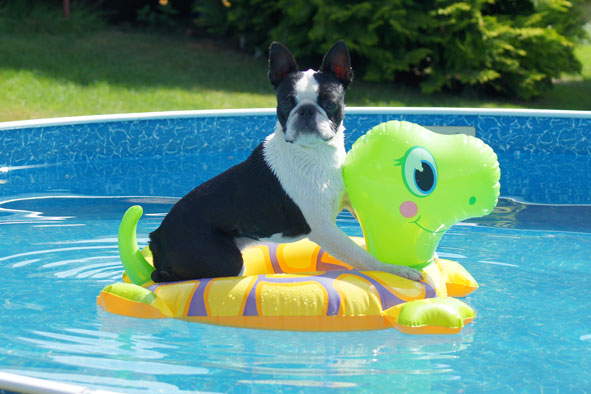 Vyhlásenie víťazov fotosúťaže Môj pes