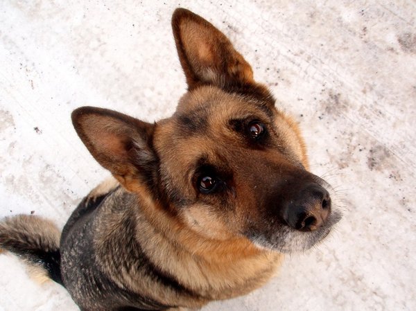 Charitatívne vianočné zbierka