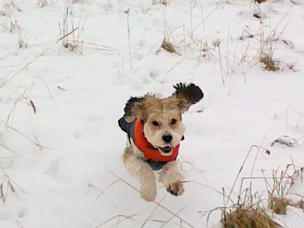 Psie detektív odštartoval ostrá prevádzka