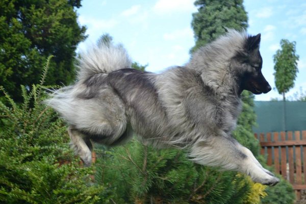 Blíži sa Silvester & # 8211; pozor na úteky psov