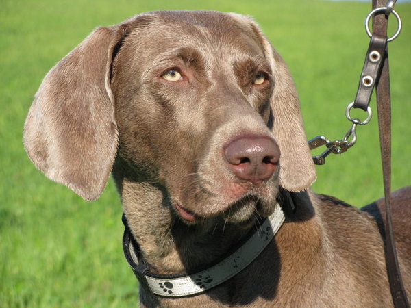 Nebezpečenstvo od líšok