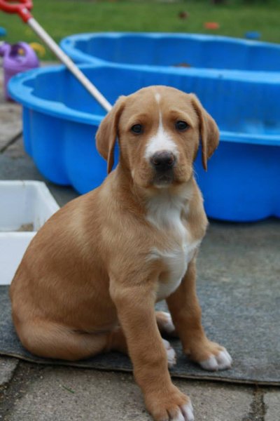 Pozvánka na seminár o porozumení psom