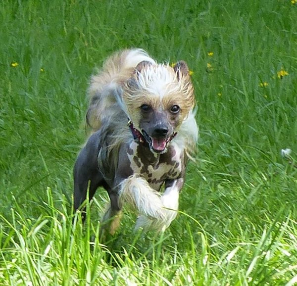 Jarné výlety so psom