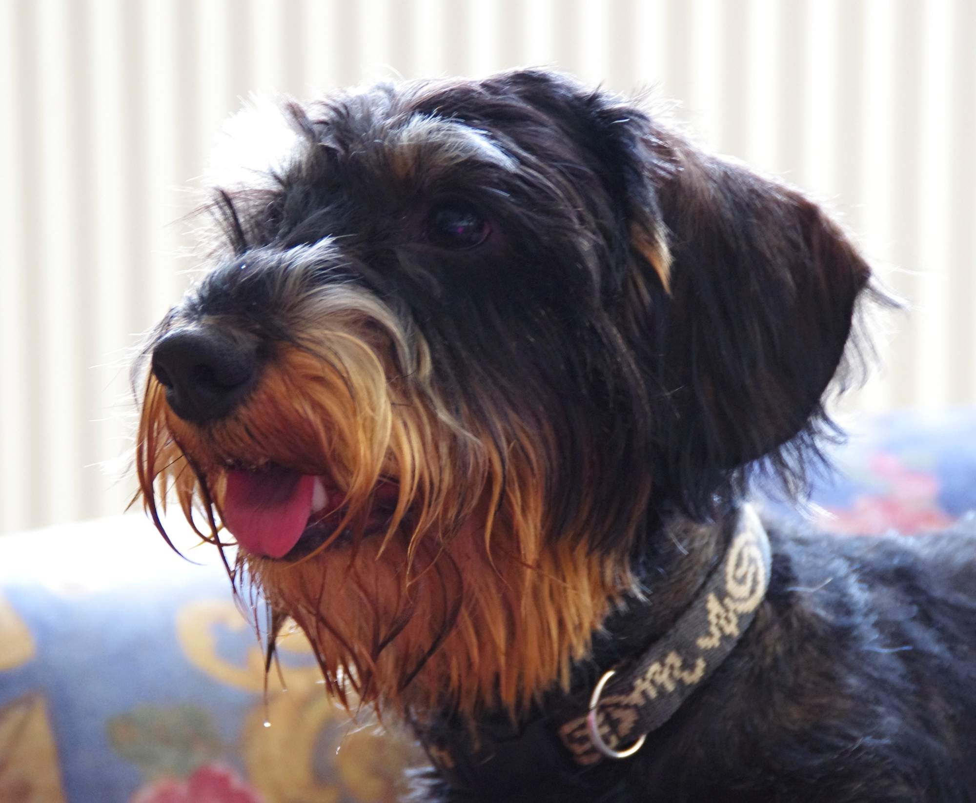 veterinárne kongres