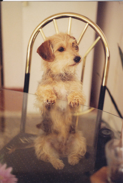 Vyšehradský Voříšek 2014