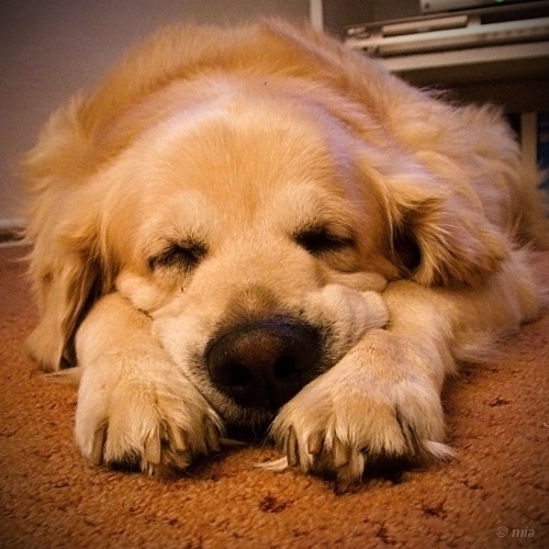 Pozvánka na Rock for Dogs