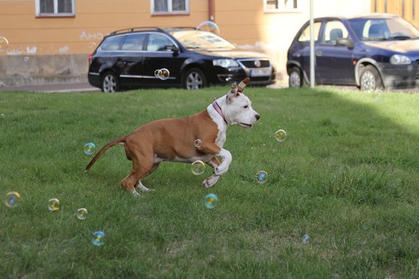 Psie detektív frčí