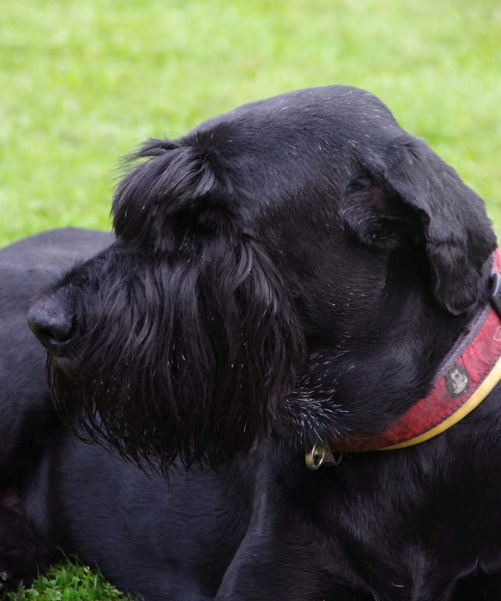 Pohryznutie psom bolí & # 8230;