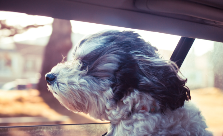 Prevážate psa? Pripútajte ho!