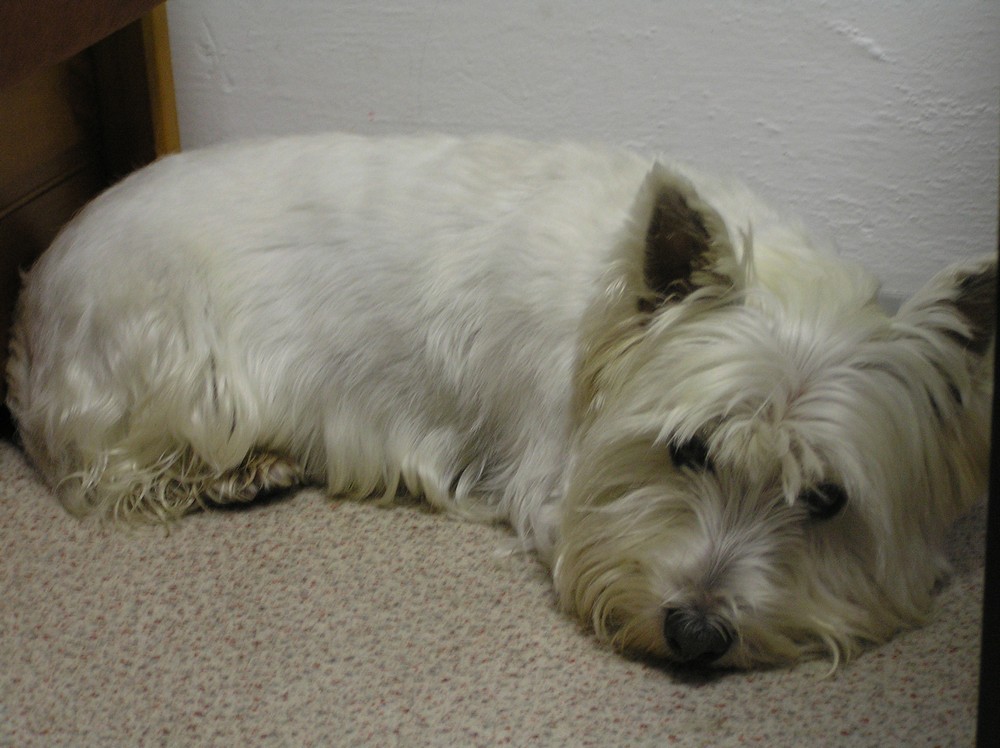 Lenivá, alebo chorá?