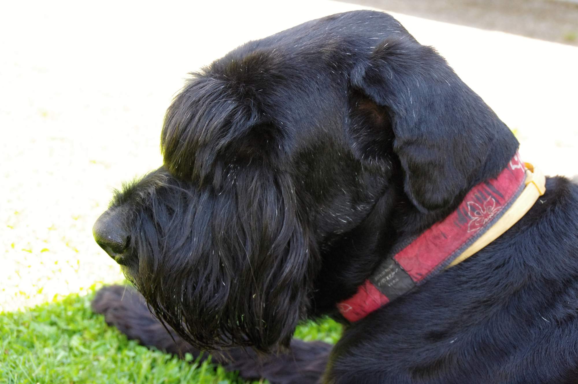 Pozvánka: Príďte sa naučiť masírovať svojho psa