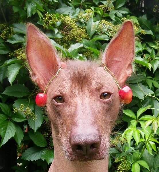 primitívne plemená