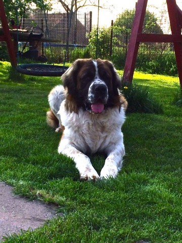 Kto je moskovský strážny pes?