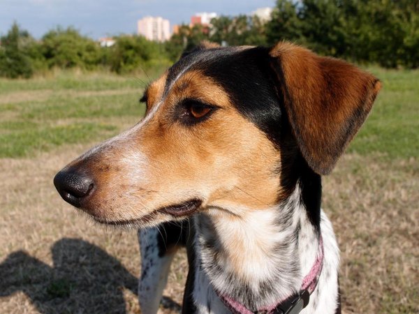 Výsledky prieskumu: Ako žijú psi v mestách v ČR a SR?