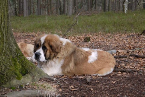 História vzniku plemena moskovský strážny pes