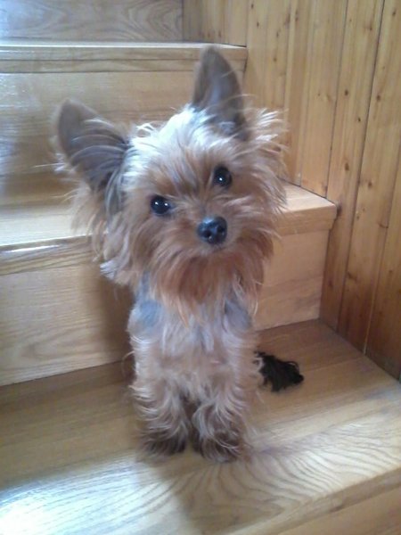 Požičali by ste si na zákrok u veterinára?