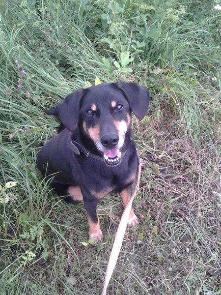 Na diviaky so psami opatrne!