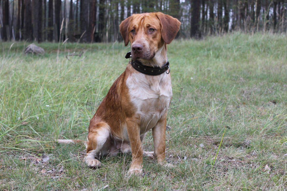 Predstavenie útulku & # 8211; záujmový záchranný chov Hněvice