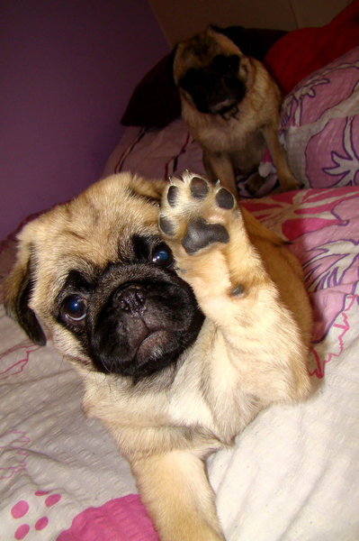 Vôňa psích labiek